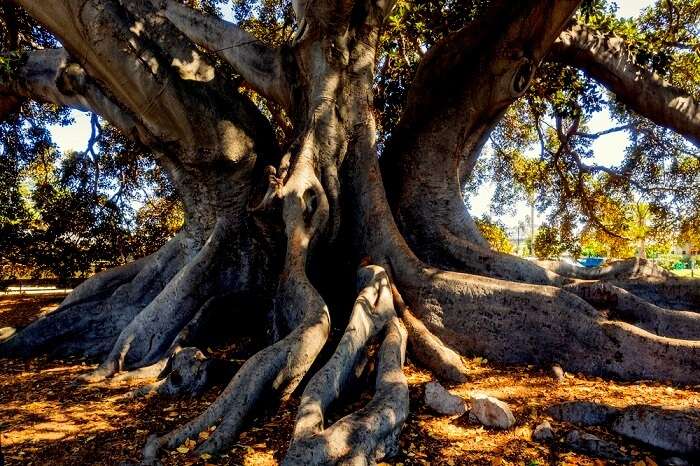 Elder tree