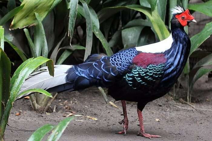 Experience Beautiful Birds Wildlife Sanctuary