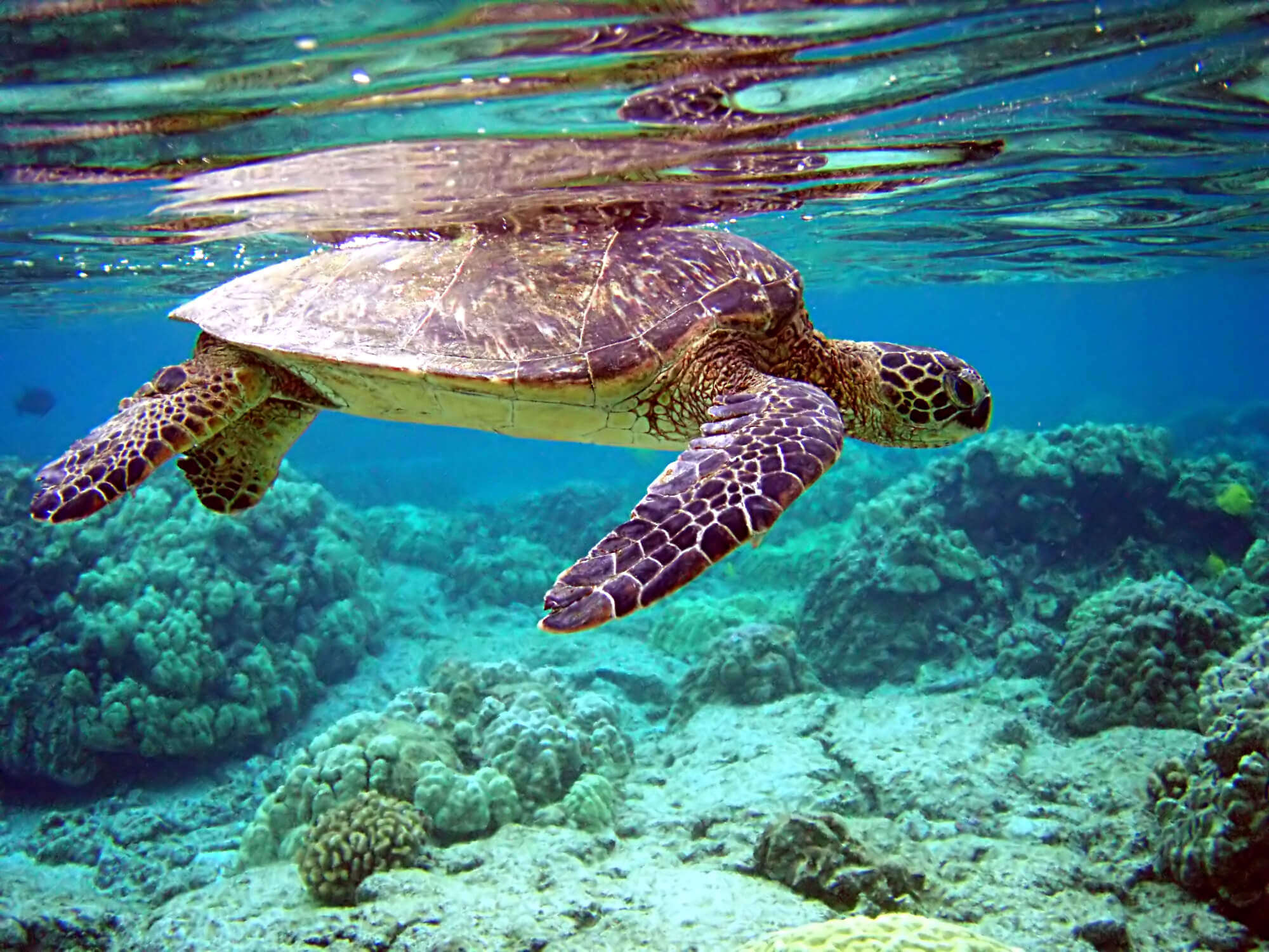 Mauritius Aquarium: Explore The Marine Life Of Mauritius!