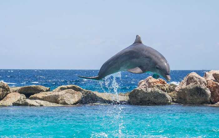Dolphin jumping from water