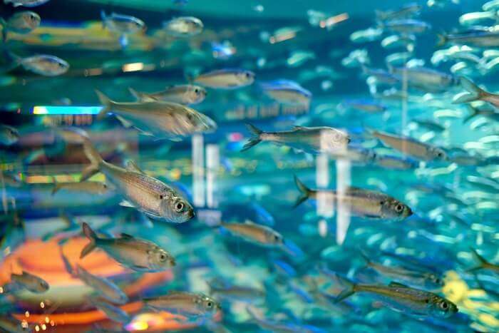 Small fishes in Aquarium