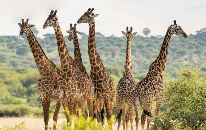 Experience the best of Tanzania In October