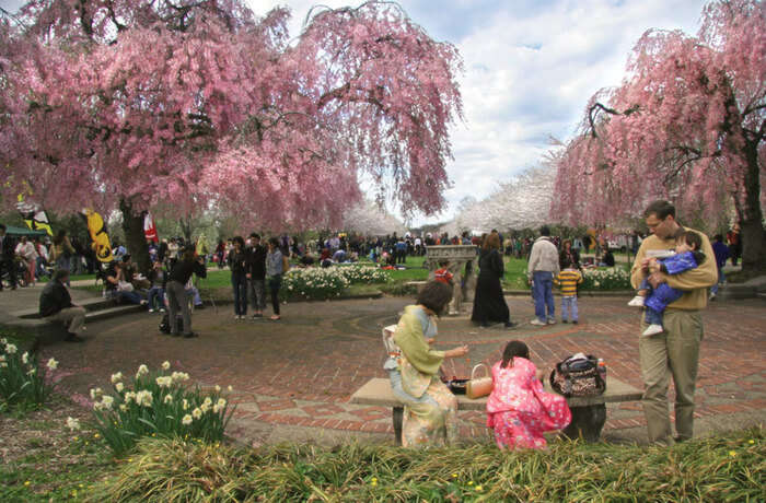 Cherry Blossom Festival