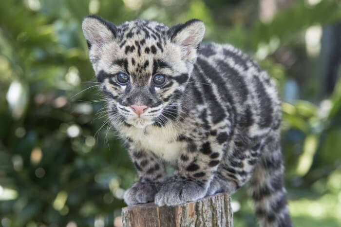 Clouded Leopard Research and Conservation Project