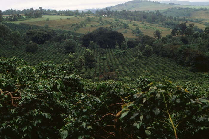 Coffee plantations in Arusha