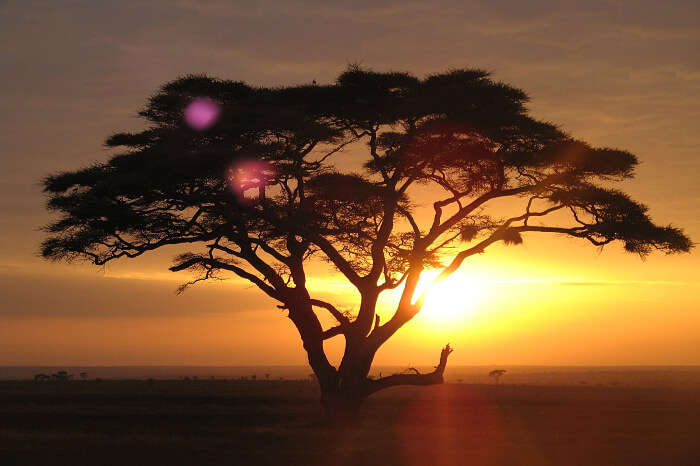 Cost Of Safari In Tanzania