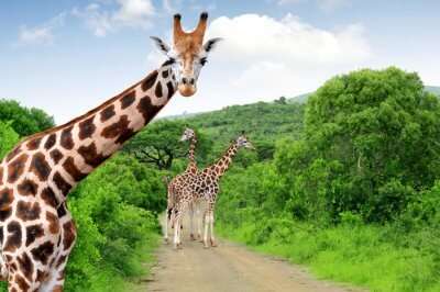 South African National Park