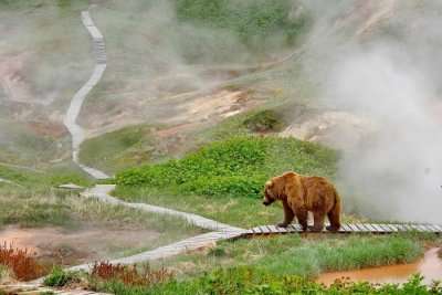 Wildlife in Russia