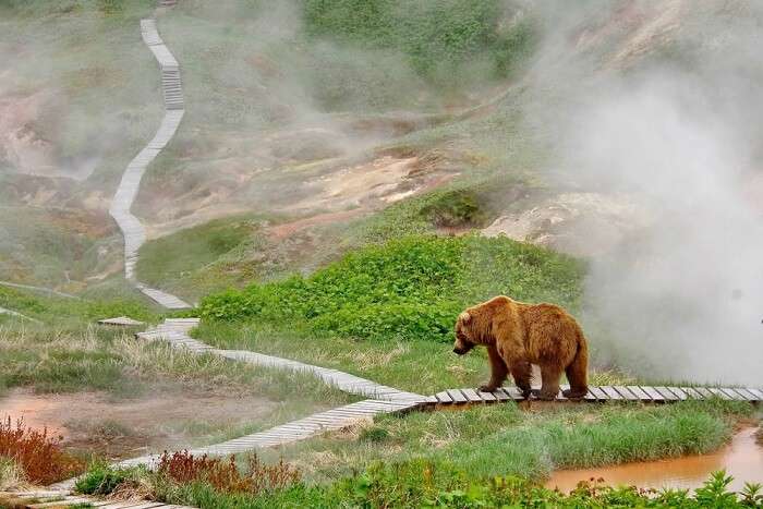 Wildlife In Russia 2019: For Every Kind Of Animal-Enthusiast!