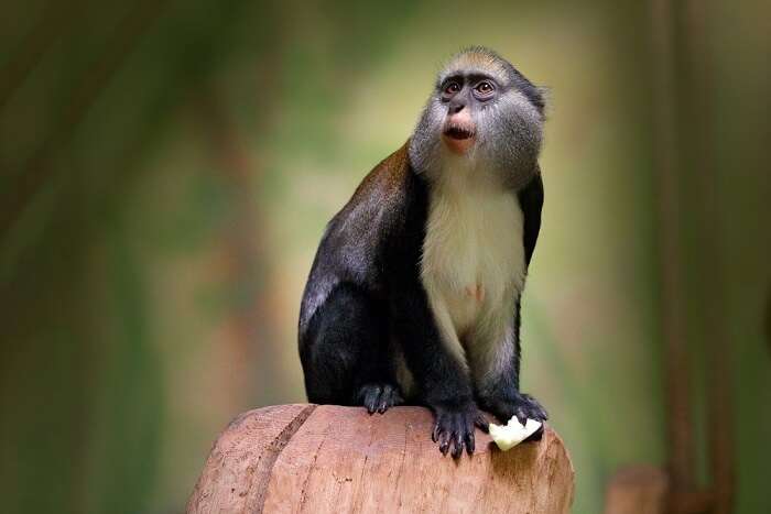 Zoos in Ghana
