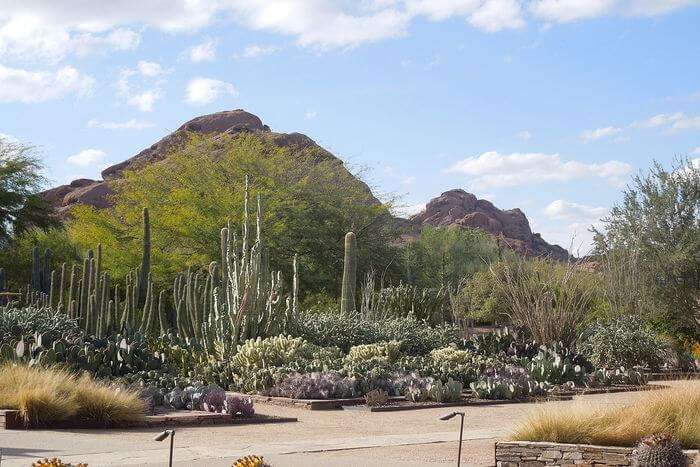 Desert Botanical Garden