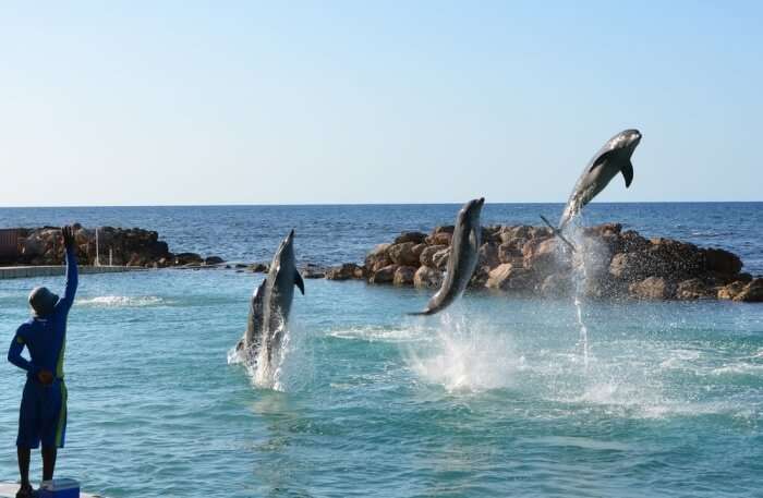 Dolphin Splashing from water