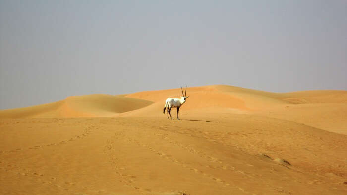 Dubai Desert Conservation Reserve in Dubai