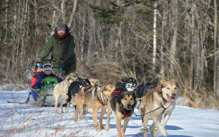 ride on a dog sled