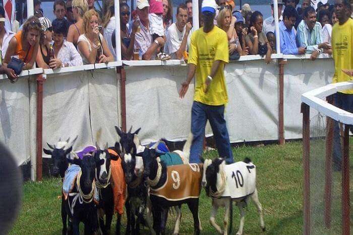 Goat_races