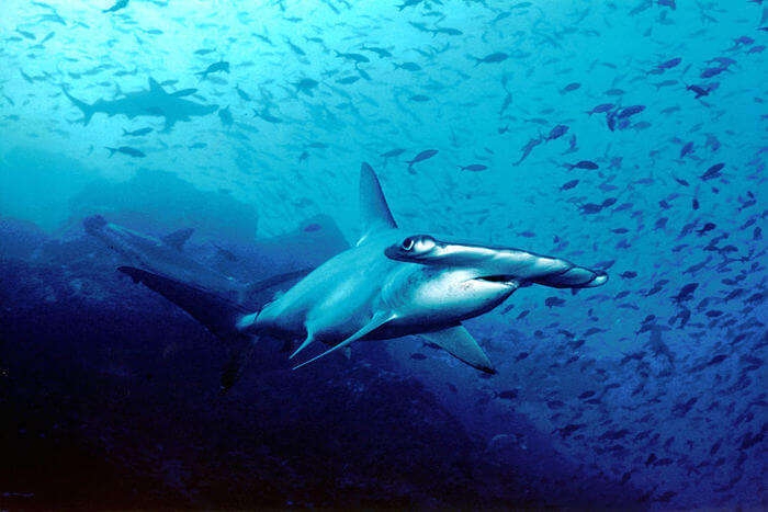 Hammerhead Sharks view