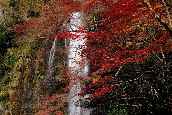 Hike to Minoh Falls