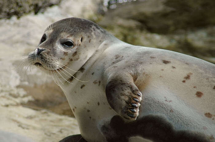 Home to the endangered Saimaa Ringed Seal
