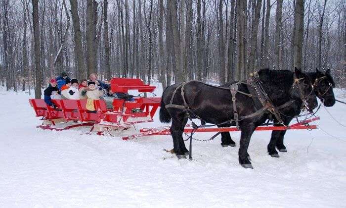 Horse ride in snow