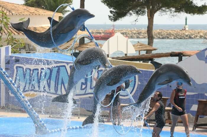Istanbul Dolphinarium