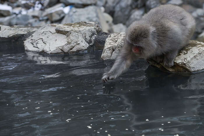 Jigokudani Wild Monkey Park