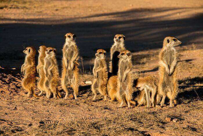 Kgalagadi-Transfrontier-Park_19th oct