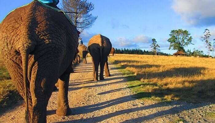 Knysna Elephant Park in south africa with kids