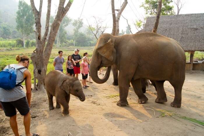 Krabi Elephant Sanctuary
