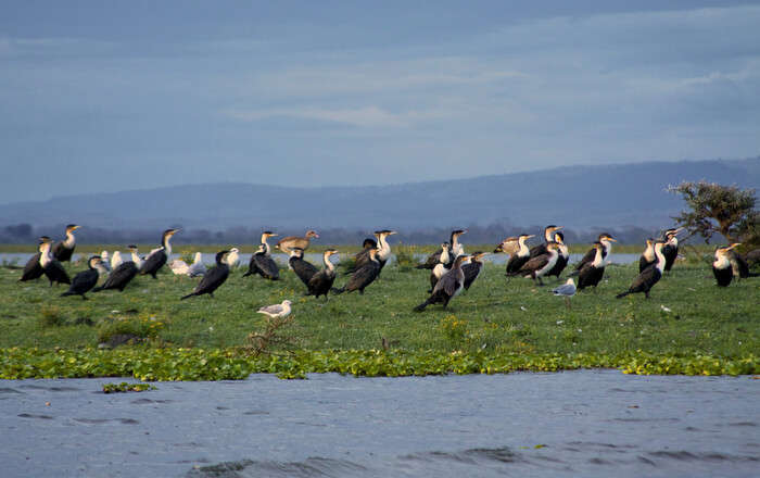 Cormorants on Lake Naivasha