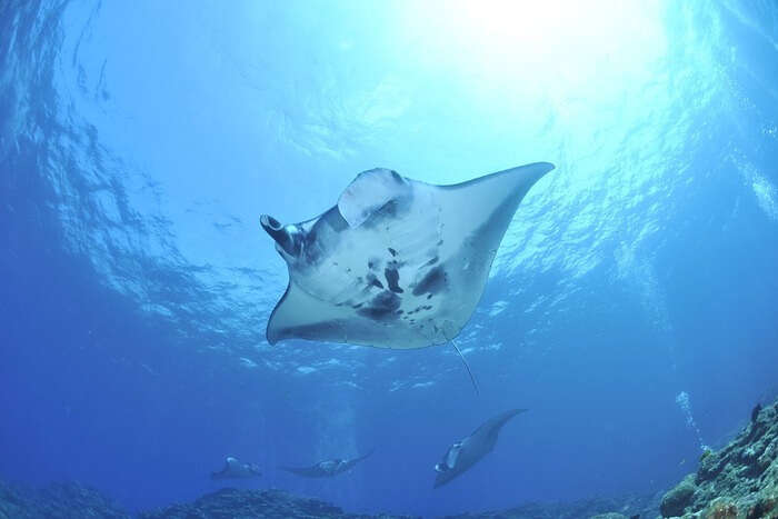 Manta Rays swimming 