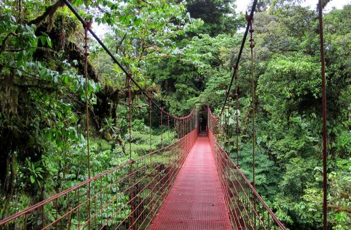 Monteverde Cloud Reserve Forest