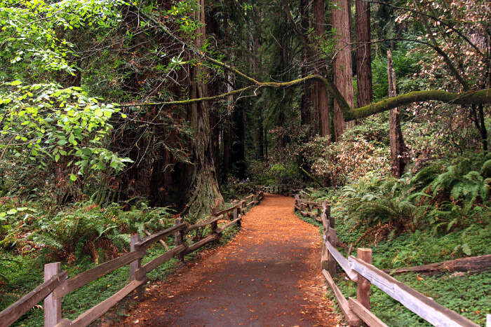 Muir Woods National Monument