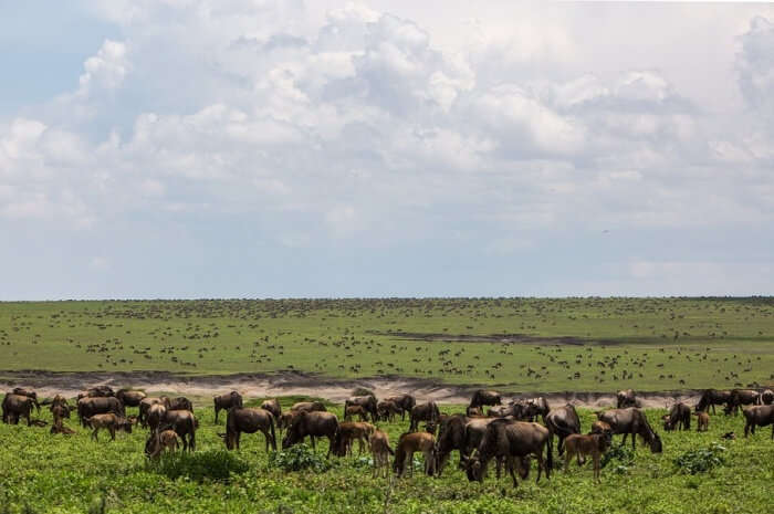 Ngorongoro Conservation Park- Olmoti Crater