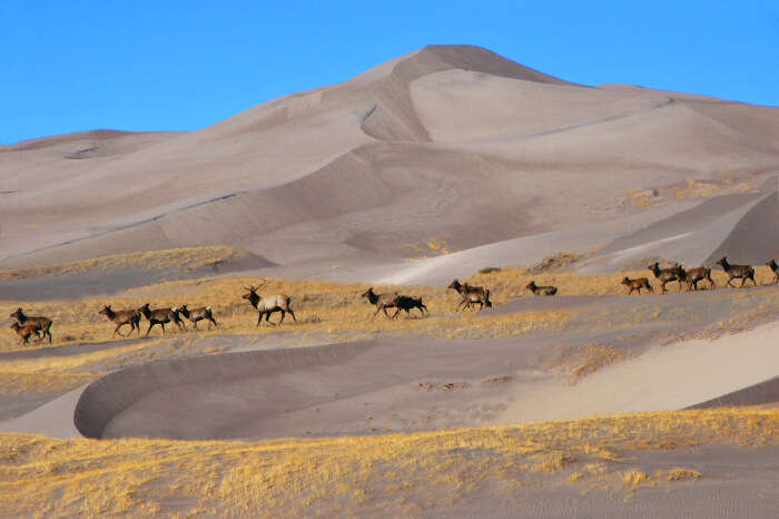 Animals walking in the herd at A mountain deer at Great Sand Dunes National Park