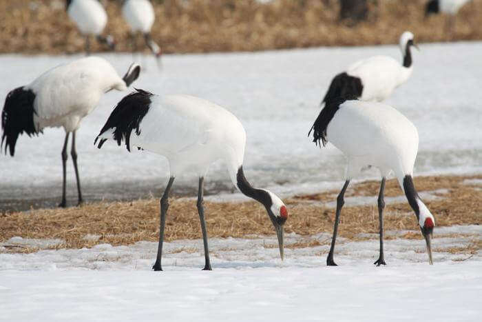 Two Red-Crowned Cranes