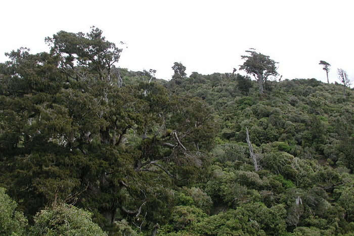 Rimutaka Forest Park