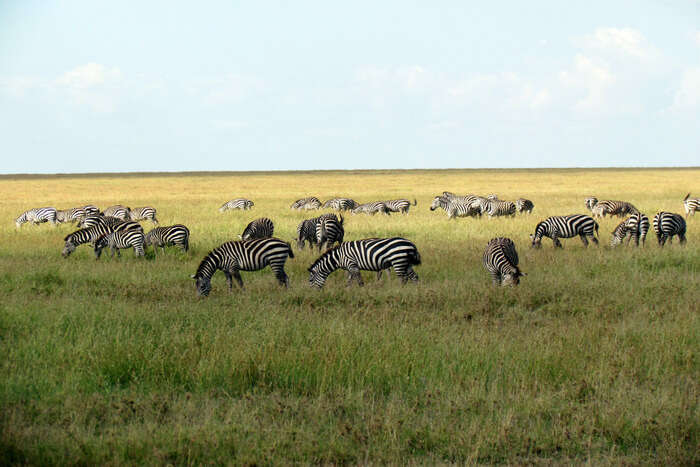 Serengeti_National_Park