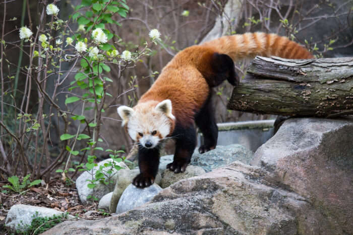 10 Zoos In Washington DC Perfect For A Family Outing!