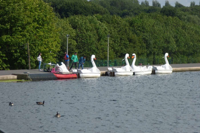 Swan Boat Rides