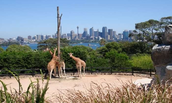 famous zoo in Sydney