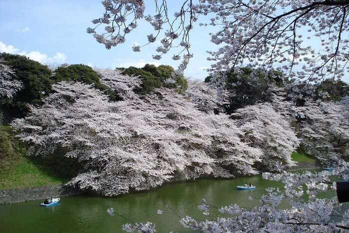 Glorious Flora of Japan
