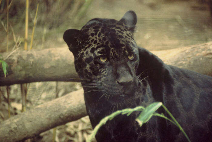 Black jaguar View