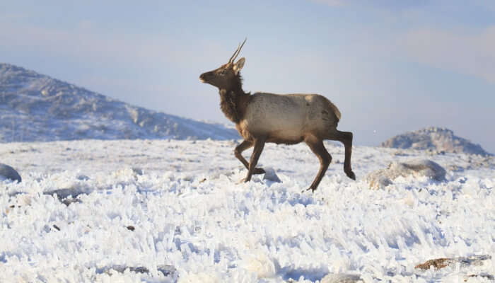 A Winter Deer In Snow