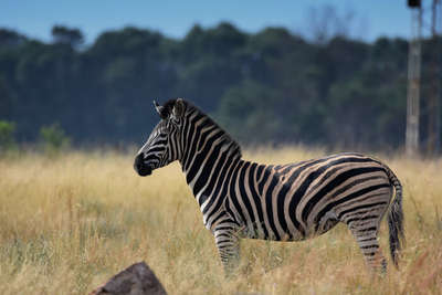 10 Wonderful Wildlife In Tanzania To Spot On Your Safari!