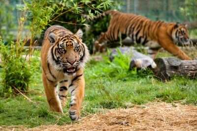 Best Zoos In Gold Coast
