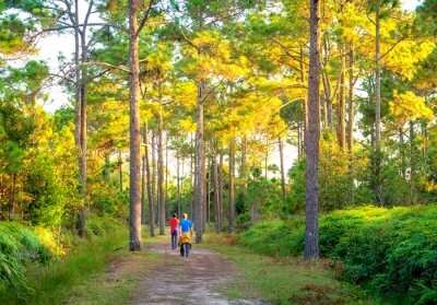Phu Kradueng National Park