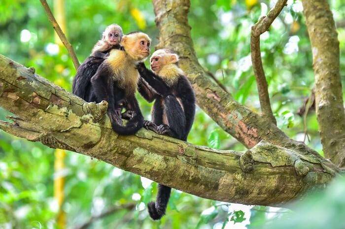 cover picture for zoo places in costa rica