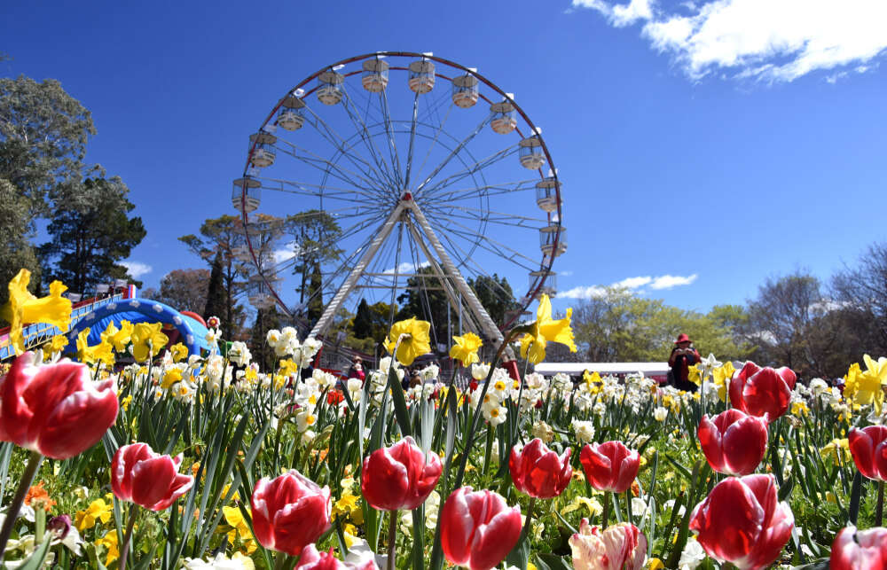 ferris wheel against a flower garden