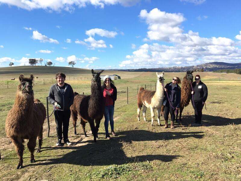 llama in canberra