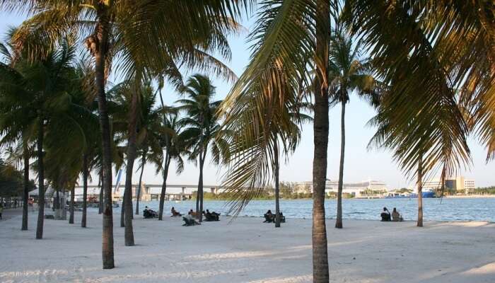 Palm trees and snow